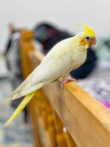 common white cockatiel parrot for sale +92 307 7937699 1