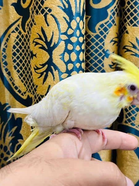 common white cockatiel parrot for sale +92 307 7937699 3