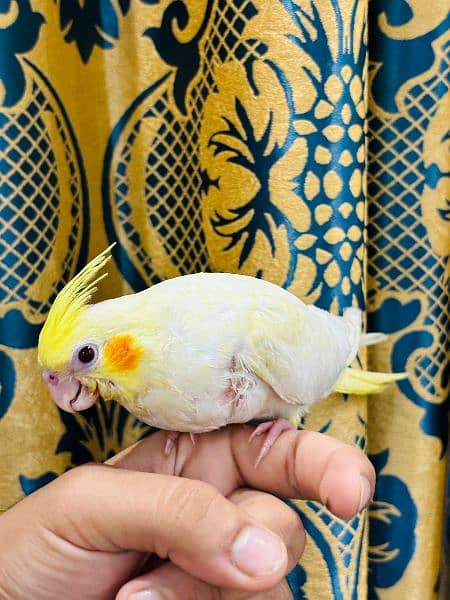 common white cockatiel parrot for sale +92 307 7937699 4