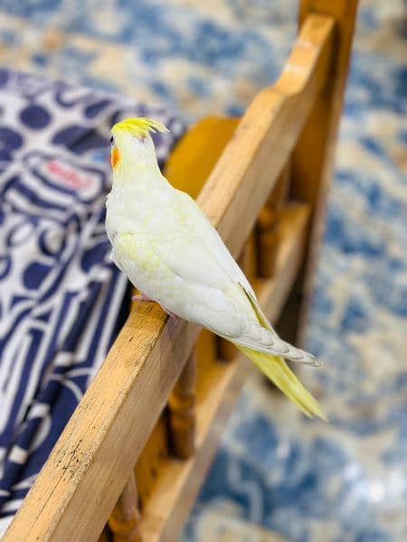 common white cockatiel parrot for sale +92 307 7937699 5