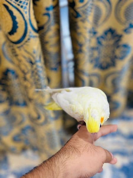 common white cockatiel parrot for sale +92 307 7937699 6