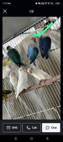 Albino, decino, cremino,parblue 0