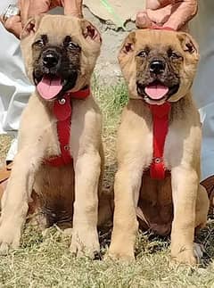 pure king Kurdish kangal pior 2 month security dogs for sale