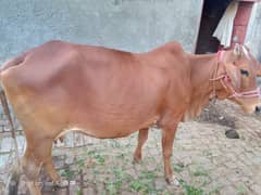 Cow For sale. . . . 03416076701