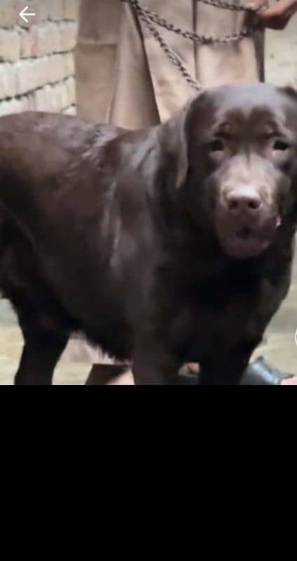 Pedigree British labrador female available for sale 2