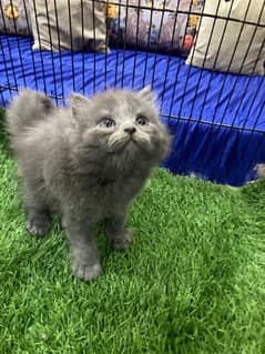 Cute Kittens for sale