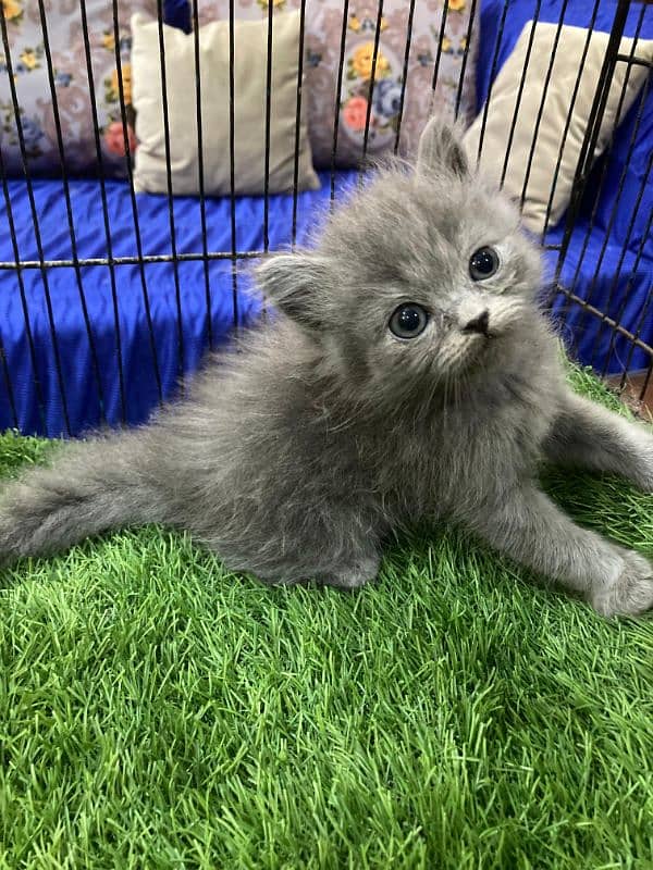 Cute Kittens for sale 5