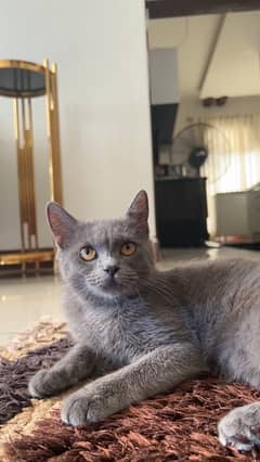 British Shorthair for sale