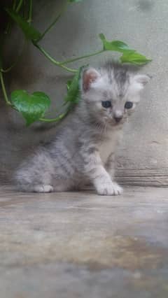 Persian kittens for sale