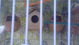 finches