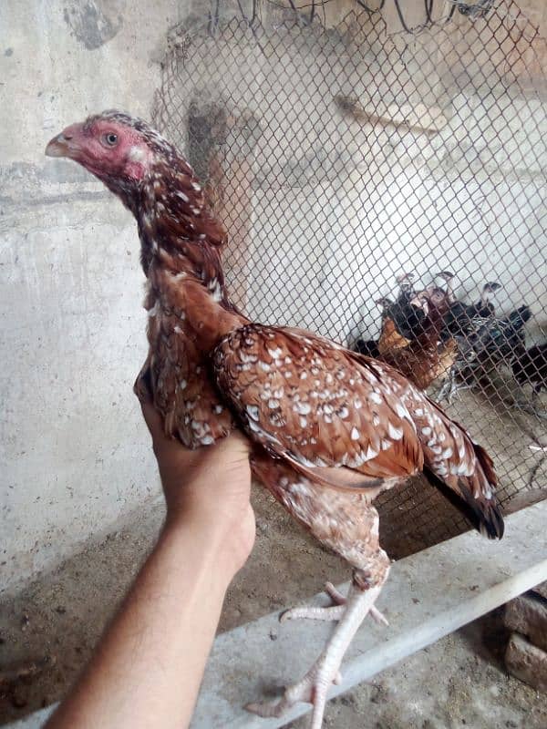 Aseel Mianwali hens and chicks 1