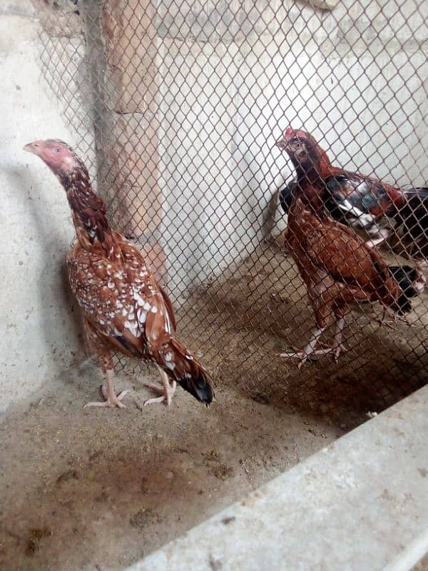 Aseel Mianwali hens and chicks 2