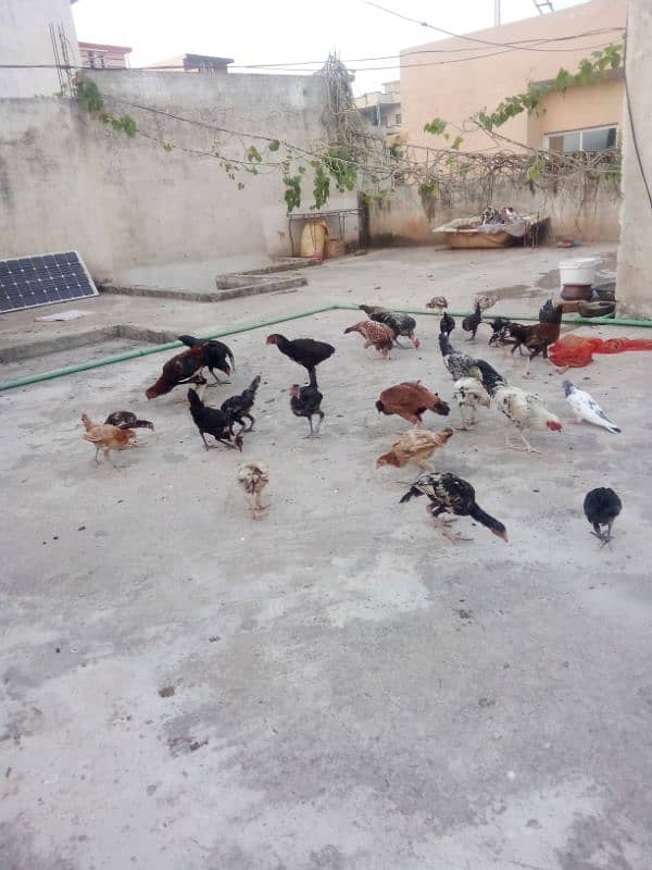 Aseel Mianwali hens and chicks 4