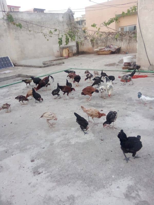 Aseel Mianwali hens and chicks 5