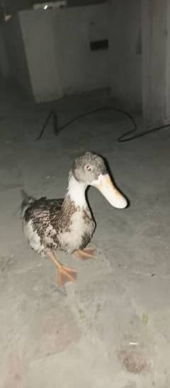 duck