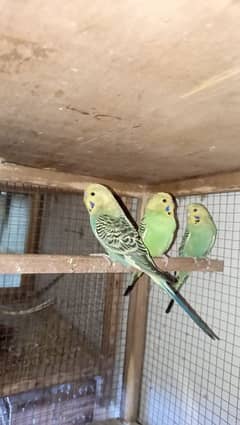 jambo size king budgie radi2 bared