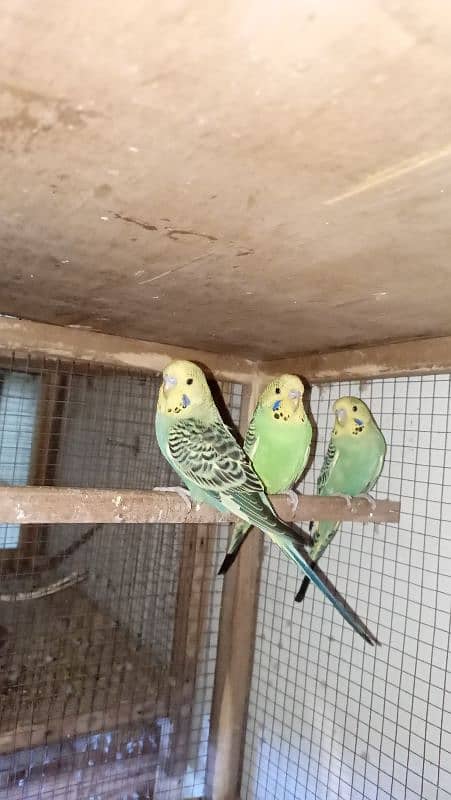 jambo size king budgie radi2 bared 1