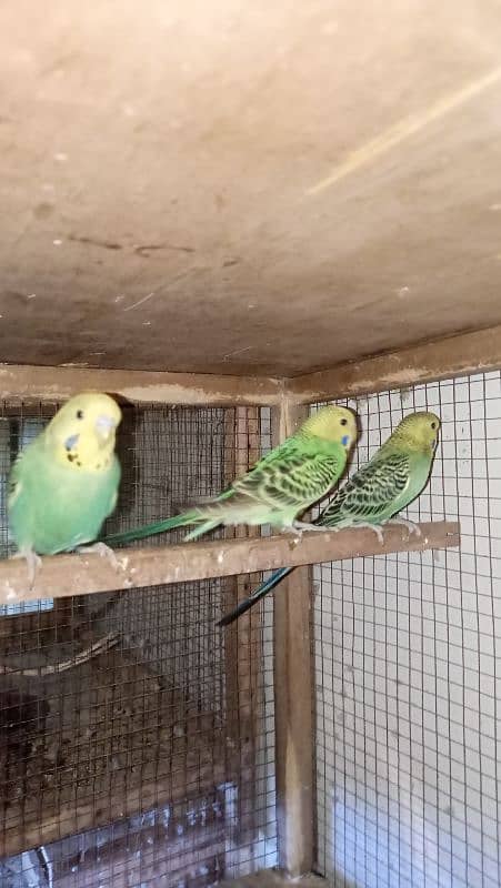 jambo size king budgie radi2 bared 2