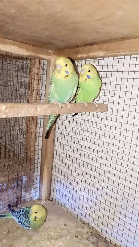 jambo size king budgie radi2 bared 4