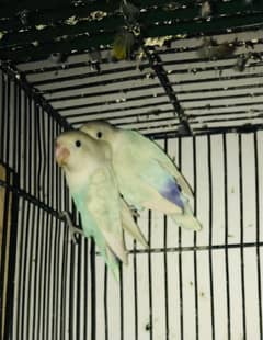 Complete Setup Sale Love Birds: Albino, Decino, Pastelino Breeder Pair