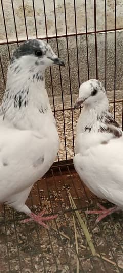 teddy and 35 Wala two high flying pigeon pairs