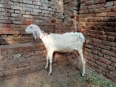 2 pregnant goat for sale 03052593845 0