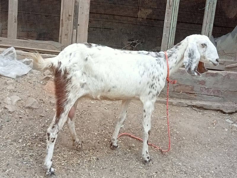 2 pregnant goat for sale 03052593845 1