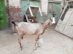 Desi bakri for sale 03052593845