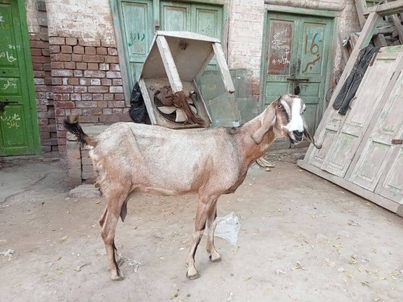 2 pregnant goat for sale 03052593845 2