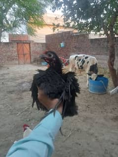 Curly hair hen #Australorp#hen female#2 month age for sale