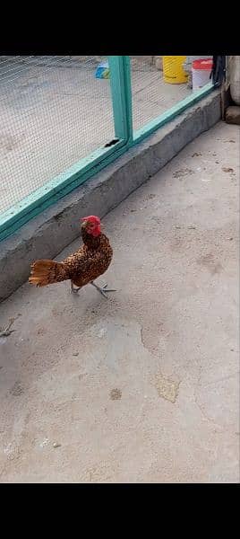 golden sabright male white silkie male mini flower females 0