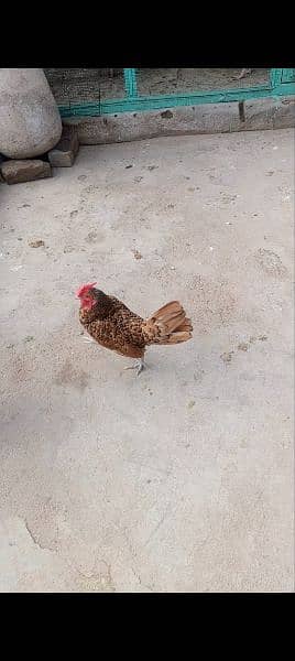 golden sabright male white silkie male mini flower females 1