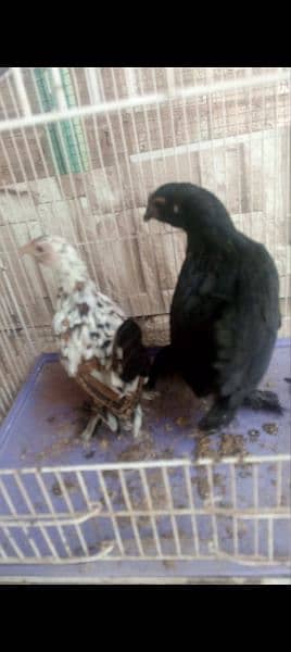 golden sabright male white silkie male mini flower females 2