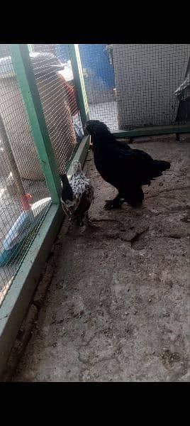 golden sabright male white silkie male mini flower females 3