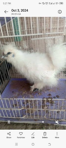 golden sabright male white silkie male mini flower females 4