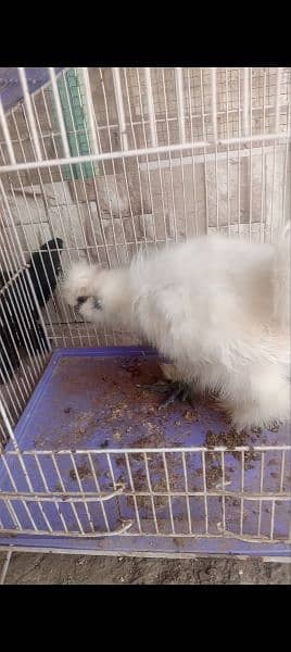 golden sabright male white silkie male mini flower females 5