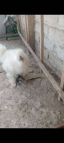 golden sabright male white silkie male mini flower females 6