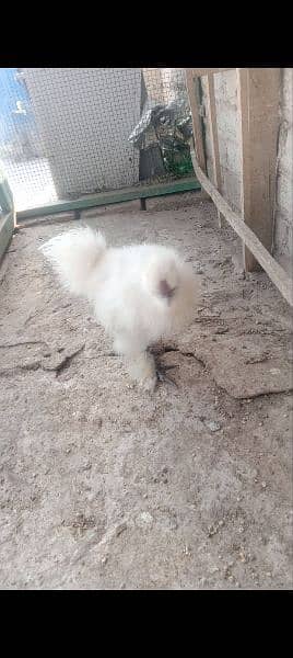 golden sabright male white silkie male mini flower females 7