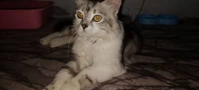 Beautiful Persian Cat For adoption