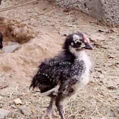 Australorp - 1 month old