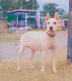 guwahati gulter female breeder for sale