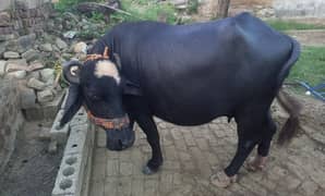 Gabhan buffalow for sale