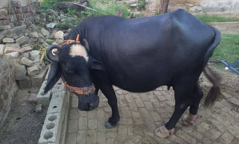 Gabhan buffalow for sale 0