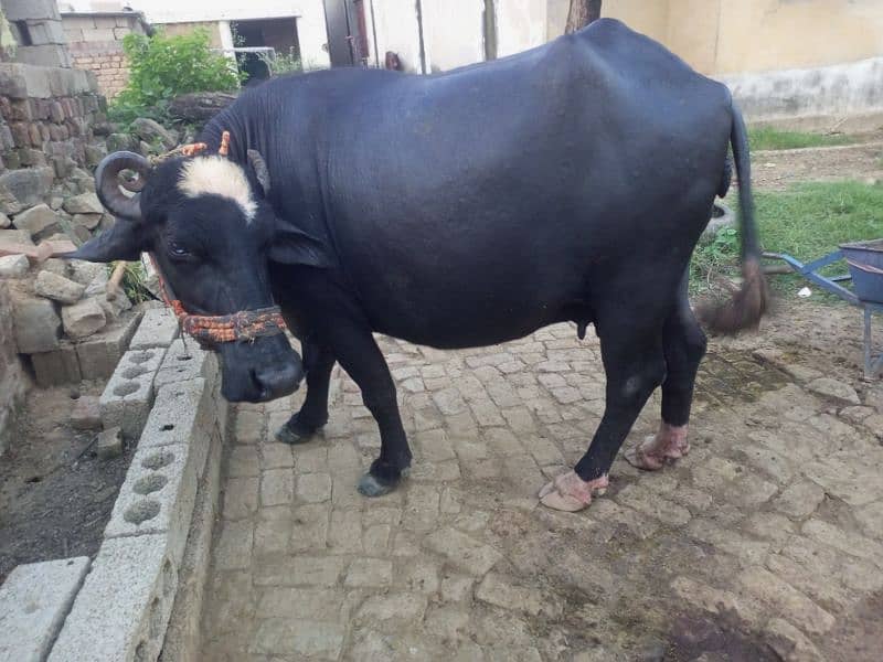 Gabhan buffalow for sale 1