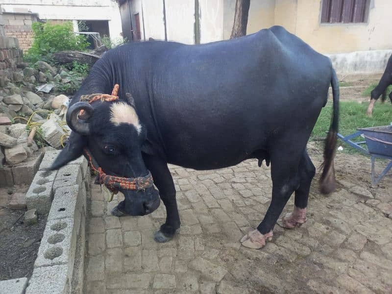 Gabhan buffalow for sale 2