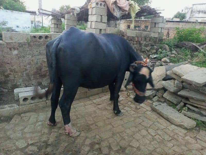 Gabhan buffalow for sale 3