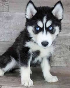 Siberian husky puppy for sale 1 month