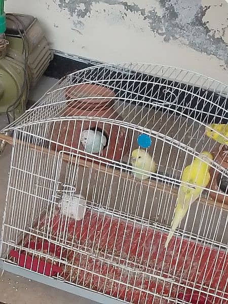 Australian parrot for sale  1 pair 1000 ka 0