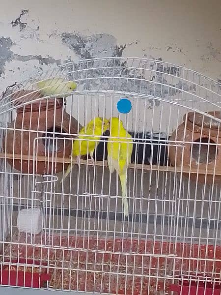 Australian parrot for sale  1 pair 1000 ka 3