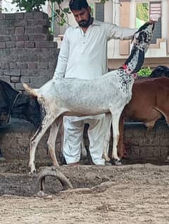 Beetal Gabn Bakri sale